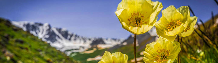 Mongolian Flora & Founa