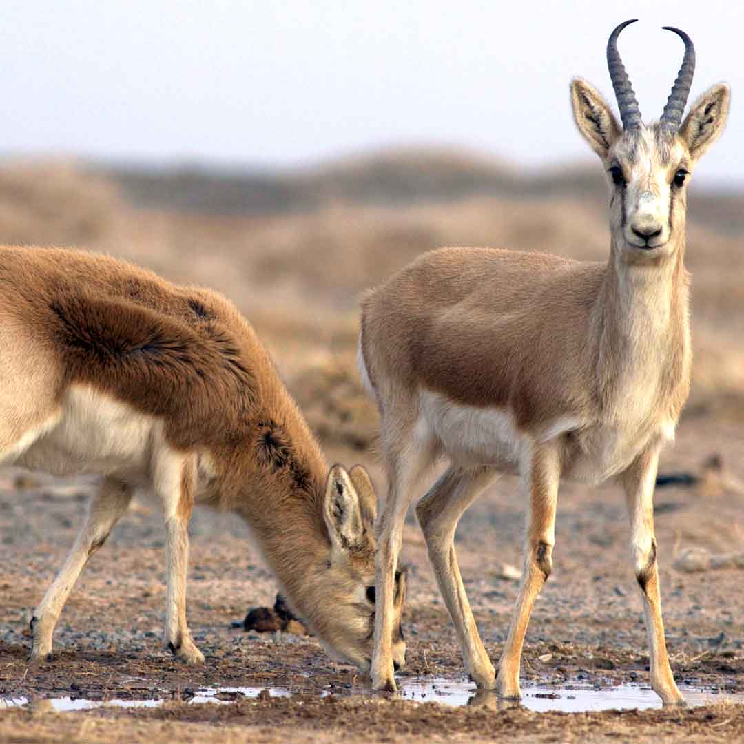 gobi desert animals